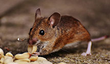 24 Hour & Emergency Exterminators in Mehoopany Township, PA